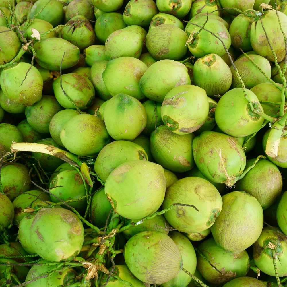 Coco Brasileño